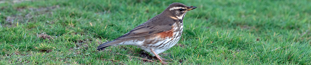 Redwing